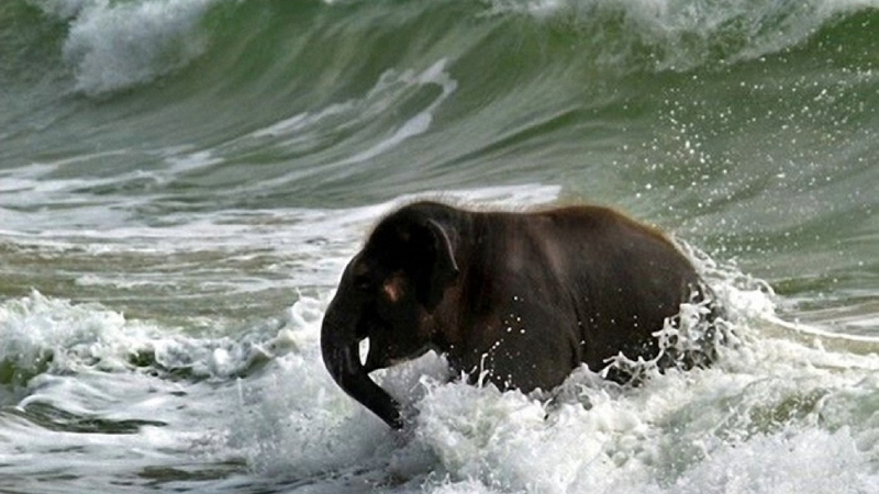 Illustration for article titled Here's an adorable baby elephant gallivanting around at the beach
